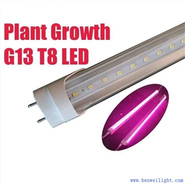 Crescimento da planta G13 T8 Led