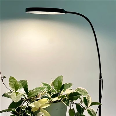 luz crescente da erva 5000K